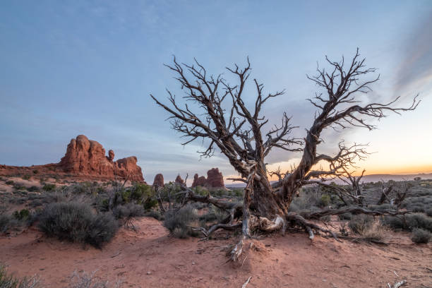 un arbre mort et une végétation désertique devant des formations rocheuses naturelles dans le parc national d’arches. dernière lumière dans le ciel pendant le crépuscule - long exposure rock cloud sky photos et images de collection