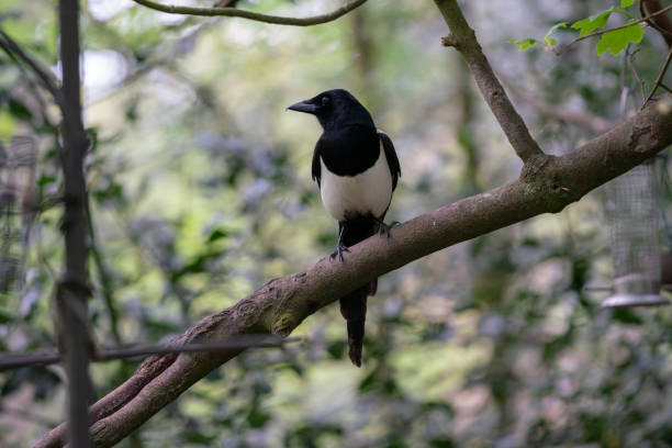 istock magpie on a branch in the forest 1145263717