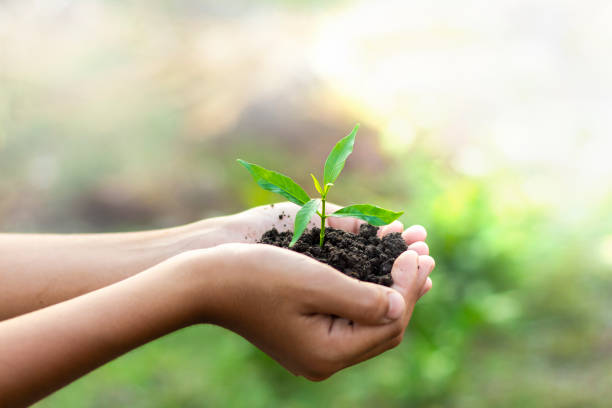 istock Hands are planting the seedlings into the soil 1145263742