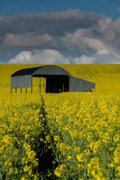 istock Haybarn in Yellow Field of Oilseed Rape 1145263794
