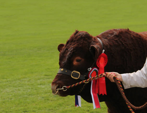 istock Championship Farm Beef Bull 1145263814