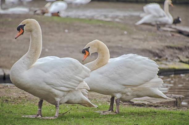 istock A pair of swans standing in a park 1145264759