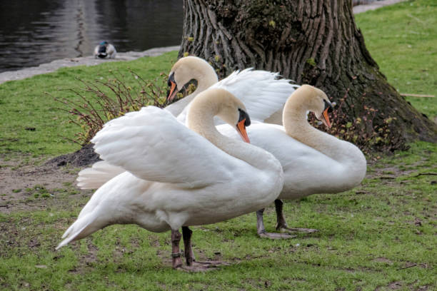 istock Group of swans in park 1145264789