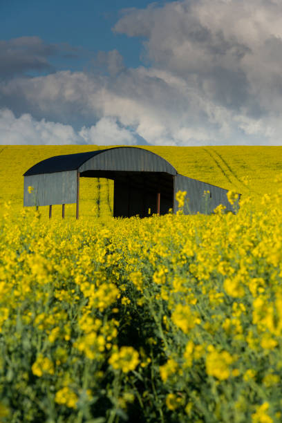 istock Haybarn in Yellow Field of Oilseed Rape 1145264799