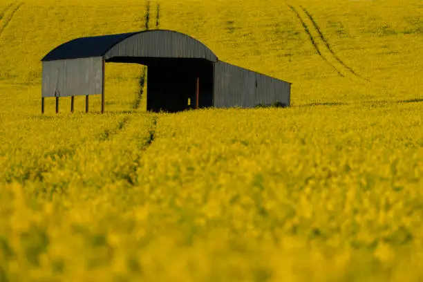 Haybarn in Yellow Field of Oilseed Rape. Dorset England