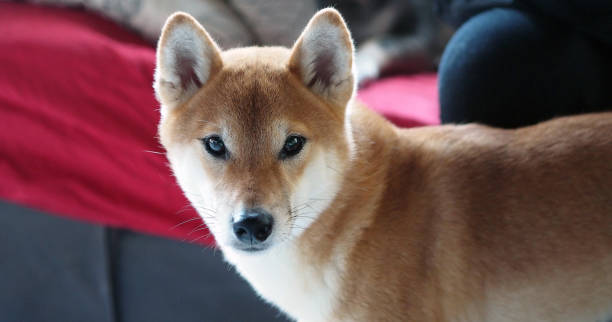 istock Portrait of a red dog 1145265154