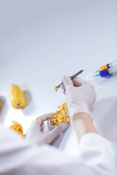 testing naturally grown corn with genetically modified drugs and additives - injecting healthy eating laboratory dna imagens e fotografias de stock