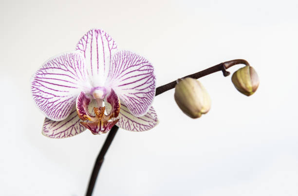 istock Beautiful orchid, Phalaenopsis, flower 1145265914