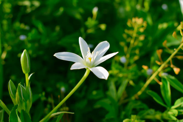 istock White flower in the grass 1145266235