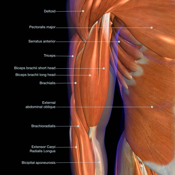 istock Male Arm and Chest Muscles Labeled Chart on Black 1145266483