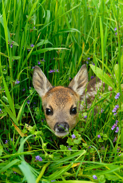 풀밭에 있는 노루 사슴 새끼 사슴 - fawn 뉴스 사진 이미지