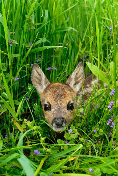 Roe deer fawn in meadow Western roe deer fawn in meadow, Fawn, Germany, Europe fawn young deer stock pictures, royalty-free photos & images