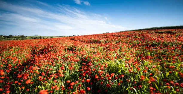 Countryside field full of red delicate poppy anemone flowers.