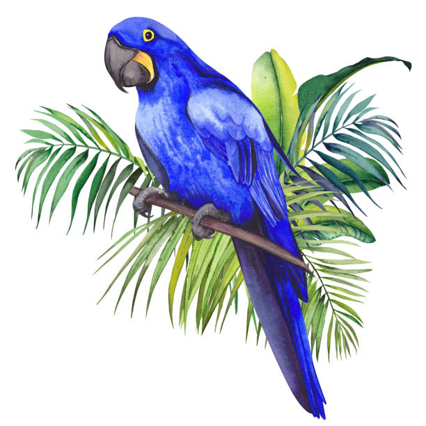 ilustrações, clipart, desenhos animados e ícones de papagaio do macaw do hyacinth que senta-se nas folhas tropicais da palma e da banana. - arara azul