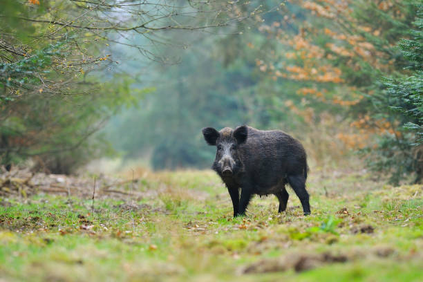 Wild boar Wild boar (Sus scrofa) with rookies, Germany, Europe boar stock pictures, royalty-free photos & images