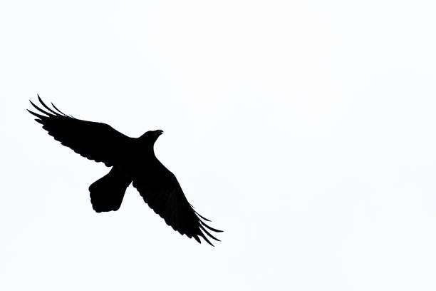 istock Silhouette of flying Raven 1145267442