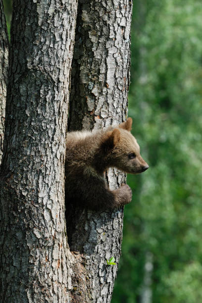 istock Young European Brown Bear 1145267468