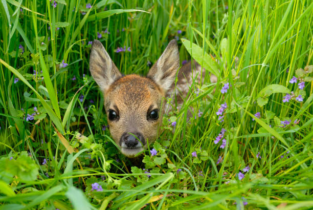 Roe deer fawn in meadow Western roe deer fawn in meadow, Fawn, Germany, Europe fawn young deer stock pictures, royalty-free photos & images