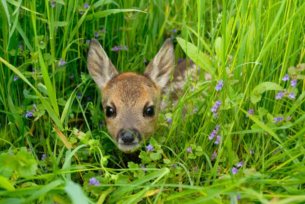 Photo of Roe deer fawn in meadow