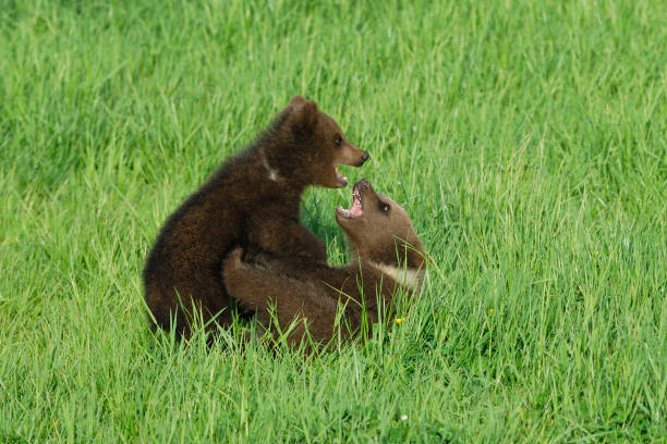 istock Young European brown bears 1145267808