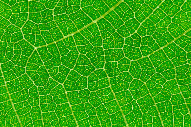 istock Close up of fig leaf 1145267847
