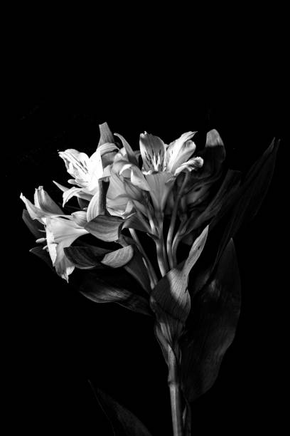istock Alstroemeria Peruvian Pink and White Lily on Black Background 1145267903