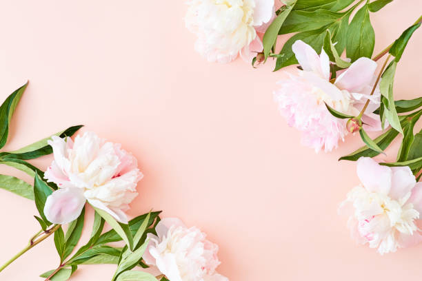 istock Flat lay frame with light pink peonies on a pink background 1145267923