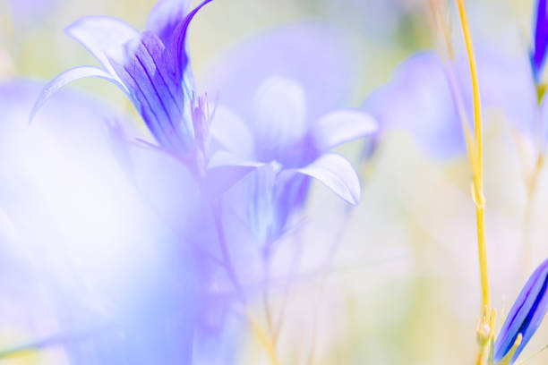 istock Wildflowers on a summer meadow 1145267928