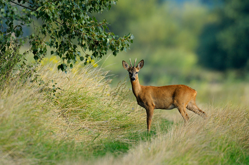 Western roe deer in summer, Germany, Europe