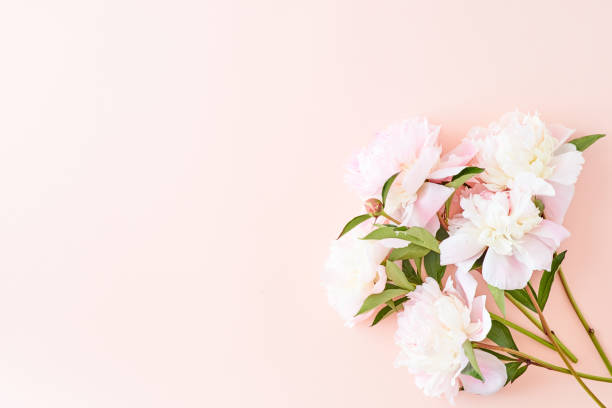 istock Flat lay composition with light pink peonies on a pink background 1145267937
