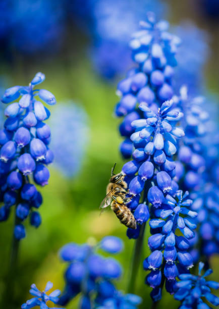 Blooming blue wild hyacinths and honeybees. Beauty of spring wildlife