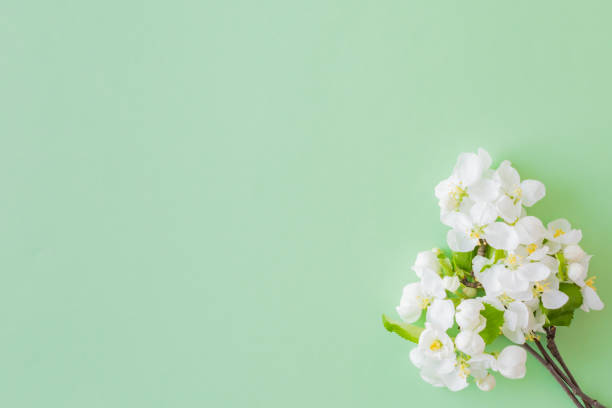 istock Flat lay composition with spring white flowers on a green background 1145267956