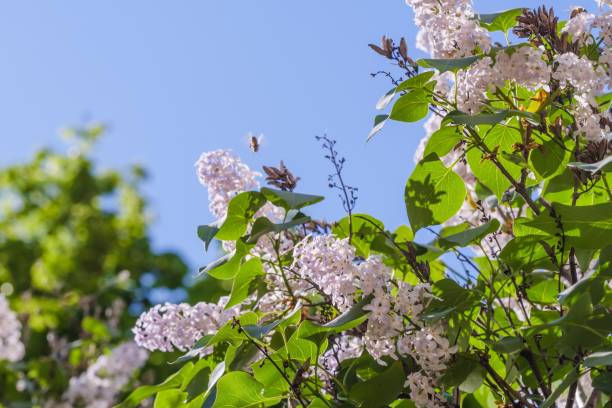 lila rama floreciendo fondo de la flor, floral hermoso. - chestnut close up close to macro fotografías e imágenes de stock