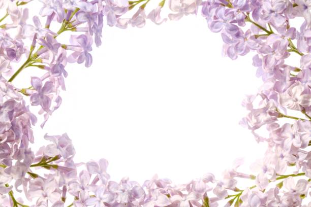 istock Lilac branch blossoming flower isolated on white,  spring floral. 1145268073