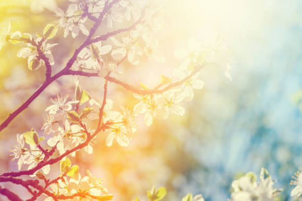 istock White cherry blossoms in spring sun with sky background 1145268699