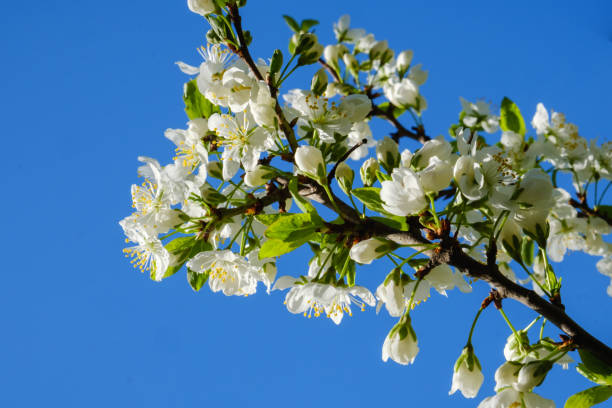istock White cherry blossoms in spring sun with sky background 1145268739