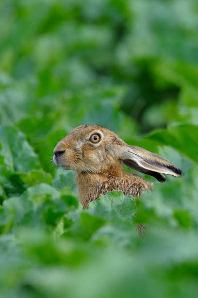 istock European brown hare 1145268779