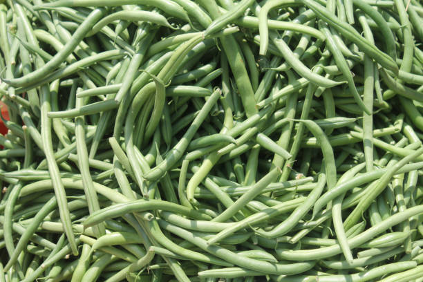 istock Pile of green bean pods in sunlight 1145268951