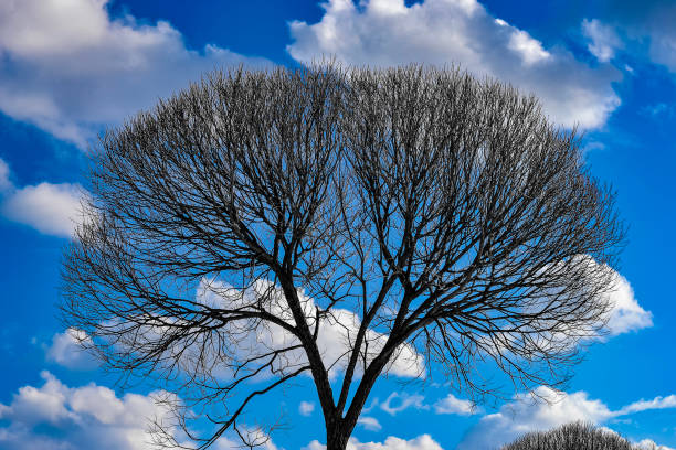 Lines of cloud on the sky and trees on snow
