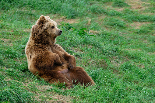 European Brown Bear, Bavarian Forest National Park, Bavaria, Germany, Europe