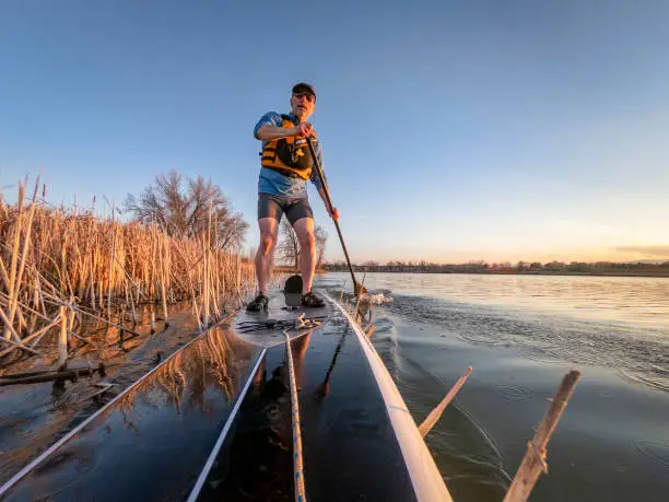 athletic senior man on a stand up paddleboard in sunset light on a calm lake in Colorado, bow view