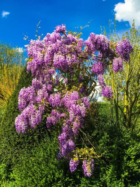 istock Wisteria flowers 1145269310