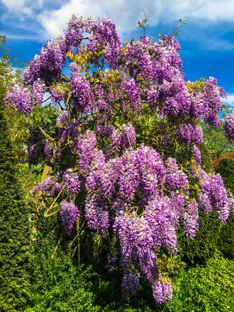 istock Wisteria flowers 1145269316