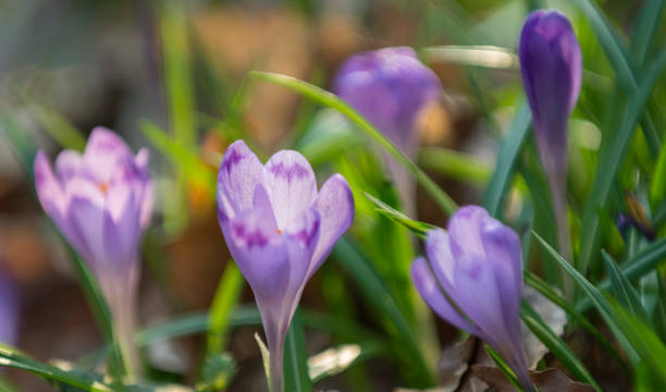 istock Purple crocuses mixed with green leaves 1145269458