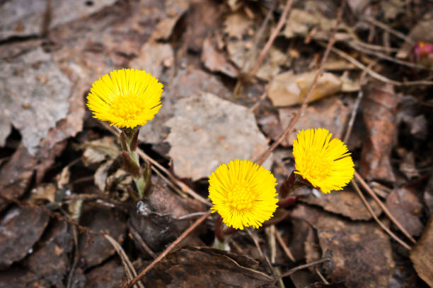 istock The first spring flower - coltsfoot, bright yellow color 1145272179