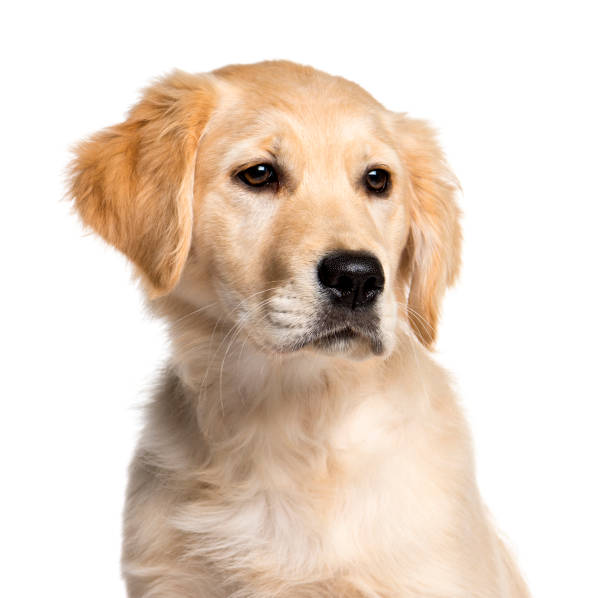 istock Golden Retriever, 4 months old, in front of white background 1145272361
