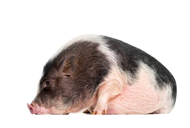 Funny looking Large Fat Black Hog Pig Sleeping on his side at a petting zoo