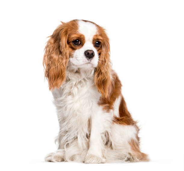 istock Cavalier King Charles Spaniel sitting in front of white background 1145272394