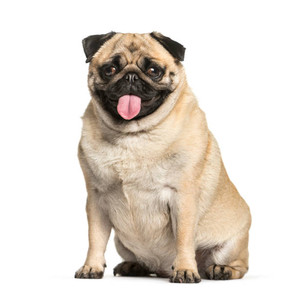istock Pug sitting in front of white background 1145272398