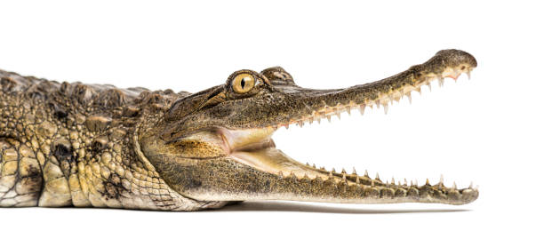 crocodilo delgado-snouted africano ocidental, 3 anos velho, isolado - snouted - fotografias e filmes do acervo